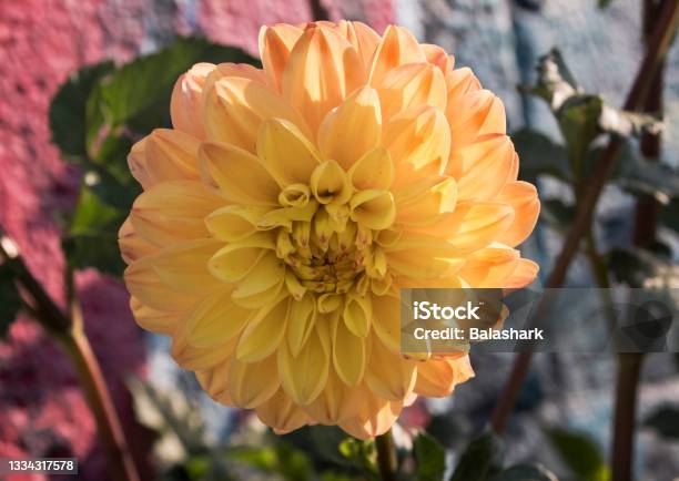 Yellow Dahlia In Full Bloom Stock Photo - Download Image Now - Blossom, Color Image, Dahlia