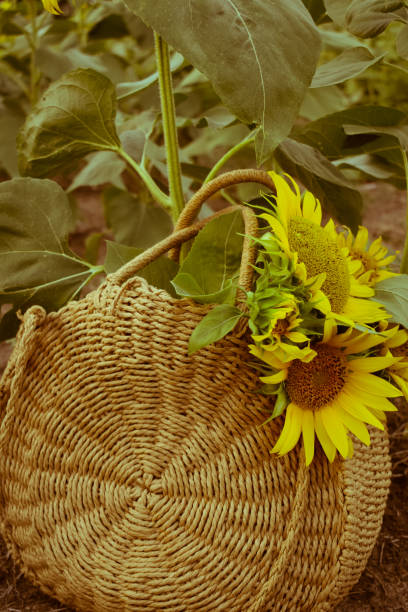 istock Sunflowers in a knitted handbag in a field 1334318255