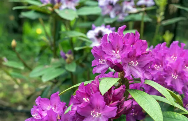 Photo of Violet flowers of hybrid rhododendron, azaleas bloom in the spring garden.