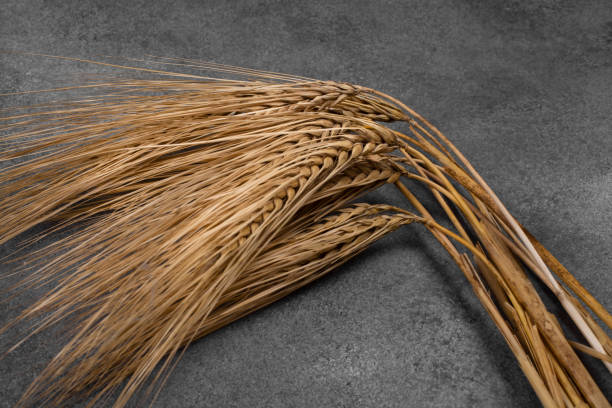Sheaf of barley on a gray background.