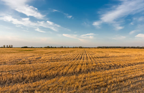 istock Mown wheat field at sunset, rural peaceful landscape. 1334321461