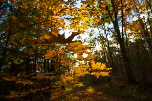 Photo of Autumn leaves of reds, oranges, yellows and greens fall from the trees of the IBM Glen