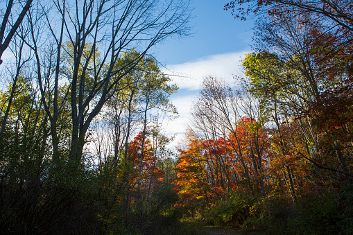 Autumn leaves of reds, oranges, yellows and greens fall from the trees of the IBM Glen