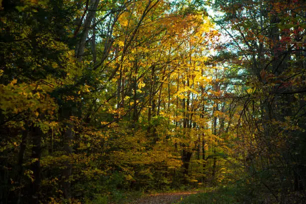 Photo of Autumn leaves of reds, oranges, yellows and greens fall from the trees of the IBM Glen