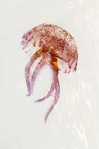 leuchtend rot rosa qualle pelagia noctiluca - jellyfish translucent sea glowing stock-fotos und bilder