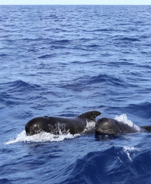 istock pilot whales free with baby in mediterranean 1334325584