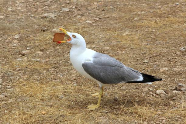 istock seagull eating biscuit human trash open bill 1334326835