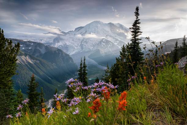 Mount Rainier Mount Rainier Beautiful picture pacific northwest stock pictures, royalty-free photos & images