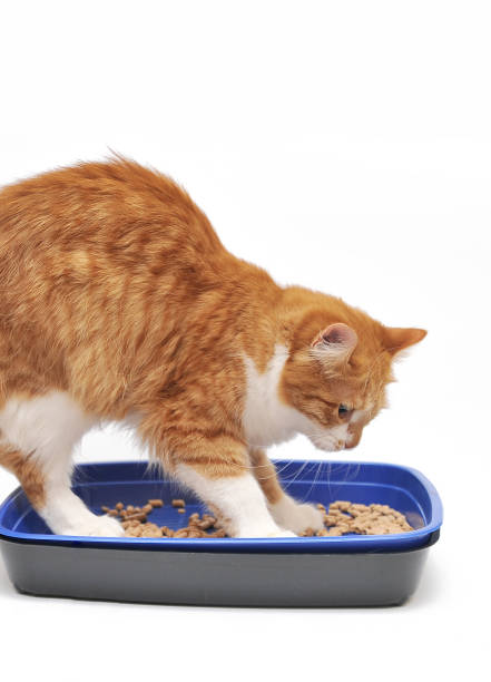 istock cat masters the toilet, the sawdust tray 1334331576