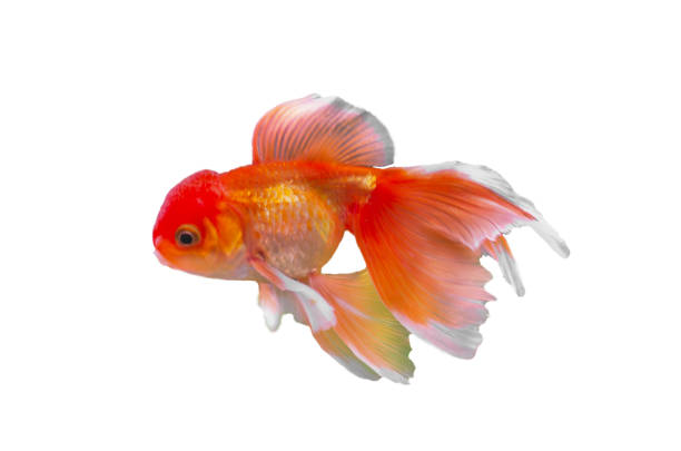 istock beautiful goldfish on white background 1334332024