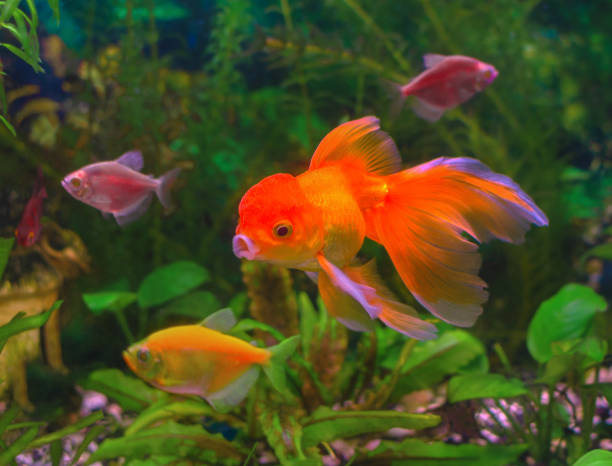 istock goldfish with beautiful fins 1334332026