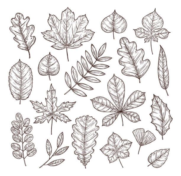 ilustraciones, imágenes clip art, dibujos animados e iconos de stock de boceto de hojas de otoño. conjunto vectorial de otoño - fall leaves