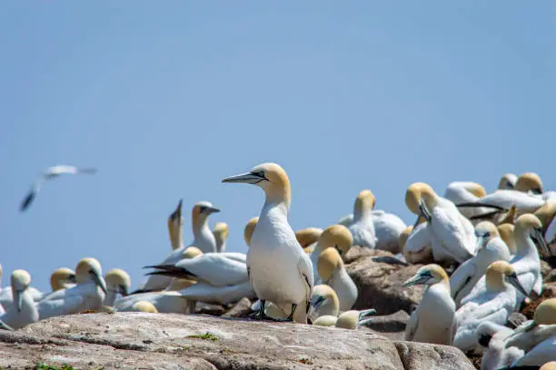 A large group of gannet birds at Saltee islands in Wexford Ireland