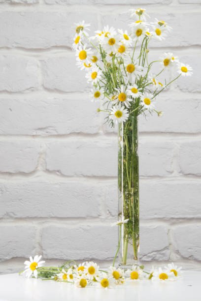 A bouquet of daisies in a glass, narrow vase on a white table against a background of a white brick wall. stock photo