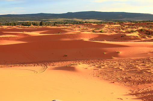 Rubber Rabbitbrush at White Sands National Park, New Mexico, USA