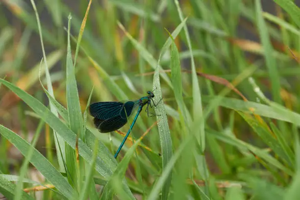 Dragonfly pretty-girl (lat. Calopteryx virgo) resting on sedge near the shore of the lake.
