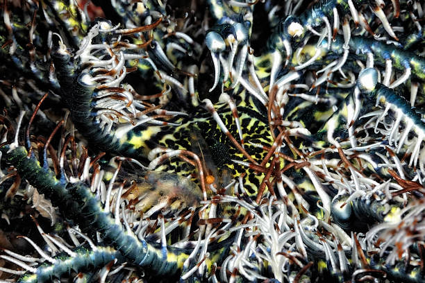 istock A picture of a phantom snapping shrimp on a crinoid 1334336657