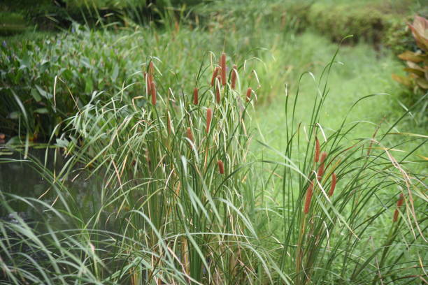istock Cattail (Typha latifolia) growing on the water's edge. 1334337603