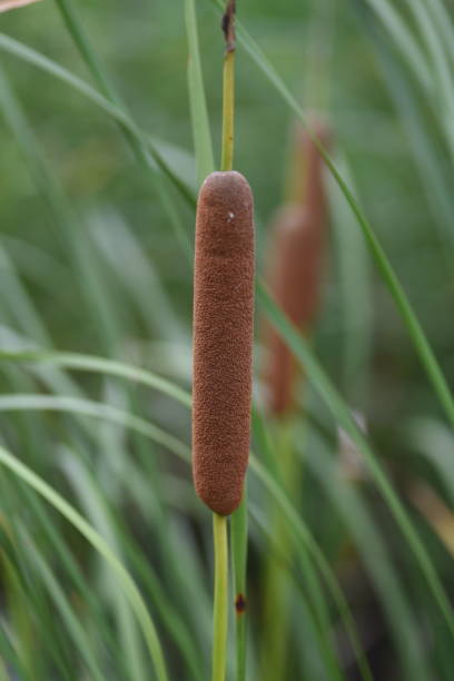 istock Cattail (Typha latifolia) growing on the water's edge. 1334337609