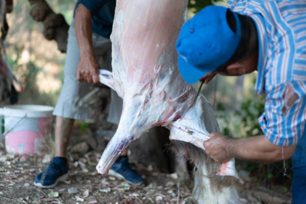 el hombre cortando muchas cabras para celebrar el eid al-adha - dead animal butcher meat sheep fotografías e imágenes de stock