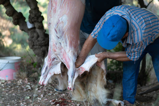 el hombre cortando muchas cabras para celebrar el eid al-adha - dead animal butcher meat sheep fotografías e imágenes de stock