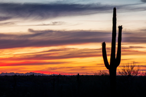 Sunset over the desert near Scottsdale, Arizona with the silhouette of a Saguaro cactus in the foreground.