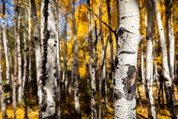 Photo of Golden Aspens in Colorado