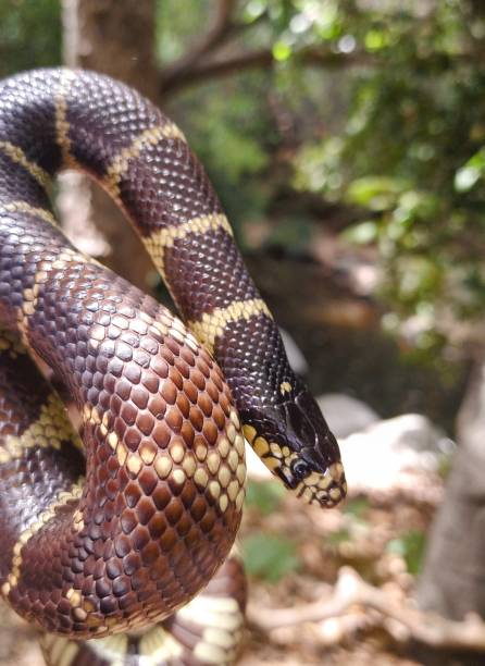 istock California Kingsnake 1334338066