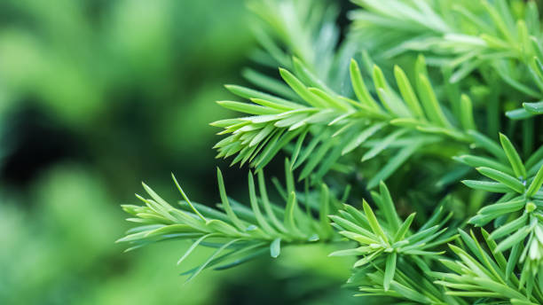 Texture, background, pattern of green growing branches of decorative coniferous evergreen Yew tree Taxus cuspidata Texture, background, pattern of green growing branches of decorative coniferous evergreen Yew tree Taxus cuspidata. Natural backdrop taxus cuspidata stock pictures, royalty-free photos & images