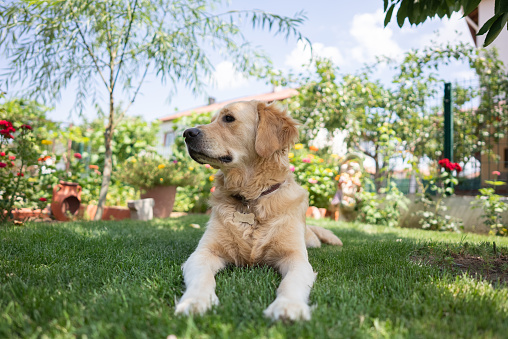 Happy Golden Retriever dog sitting on the grass in front or back yard.