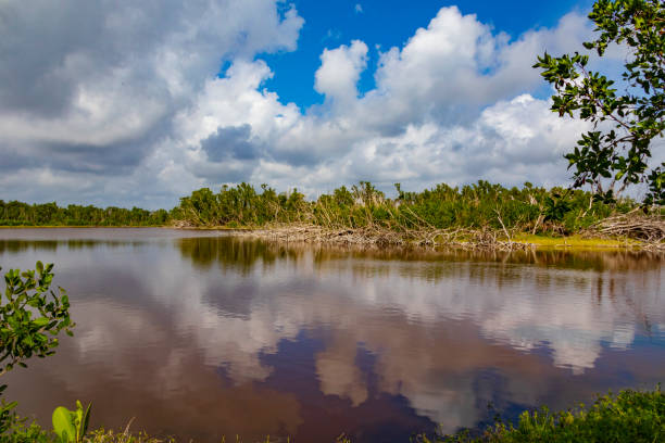 istock Everglades National Park 1334339897