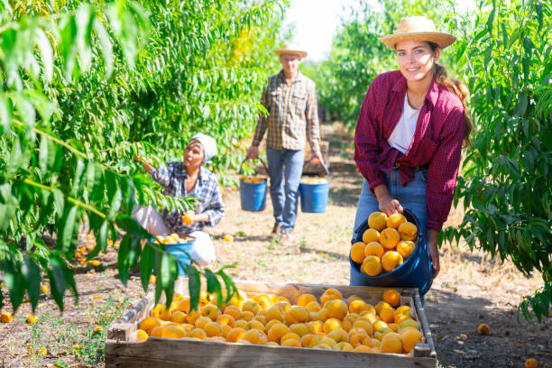 istock Female worker harvest ripe peaches in big box 1334340328