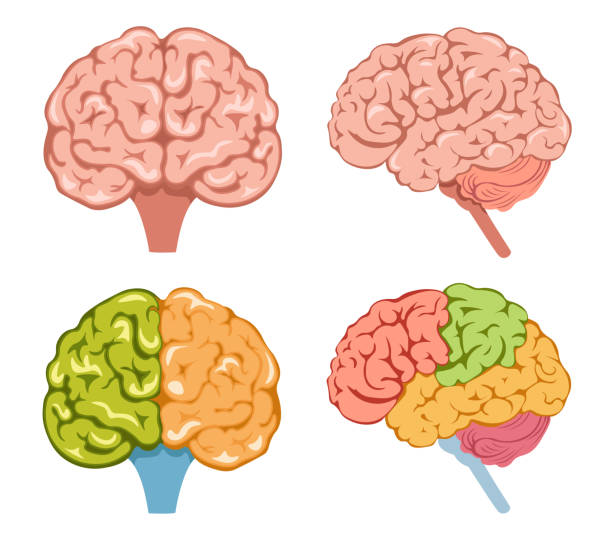 illustrazioni stock, clip art, cartoni animati e icone di tendenza di set di icone cervello umano con parti colorate. neurologia o anatomia oggetto diversi lati isolati su sfondo bianco - head quarters