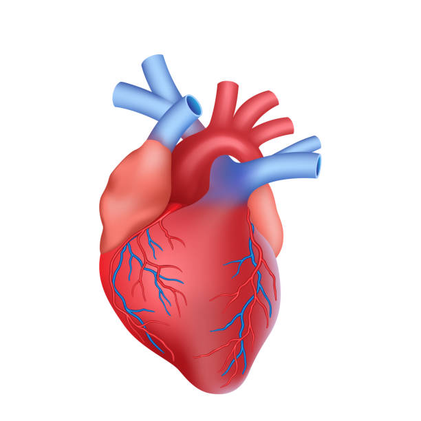 ilustrações, clipart, desenhos animados e ícones de coração anatômico realista isolado. órgão interno humano musculoso. educação em medicina e anatomia - human heart x ray image anatomy human internal organ