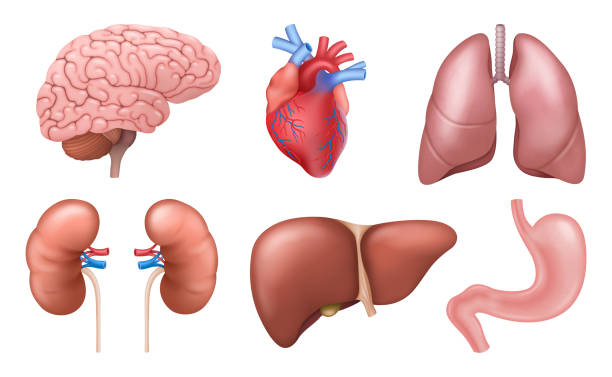 Internal organs. Realistic human body anatomy elements, brain heart kidneys liver lungs stomach Internal organs. Realistic human body anatomy elements, brain heart kidneys liver lungs stomach. Medicine, diagnostics and anatomy concept. 3d vector illustration kidney organ stock illustrations