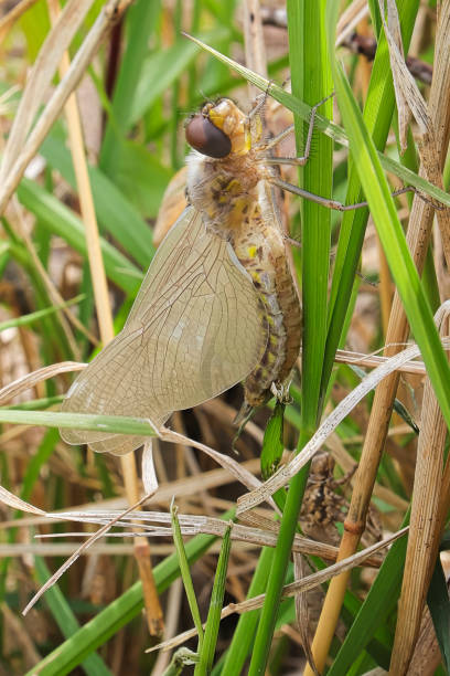 istock Macro view of a dragonfly unopened wings just after hatching 1334341336