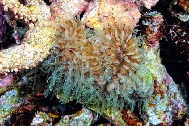 istock A transparent Bubble coral shrimp in a bubble coral 1334342279
