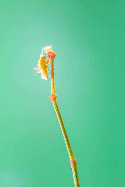 Cochineal. A mealy bug walking on a plant, with a light green background. brown soft scale insect stock pictures, royalty-free photos & images