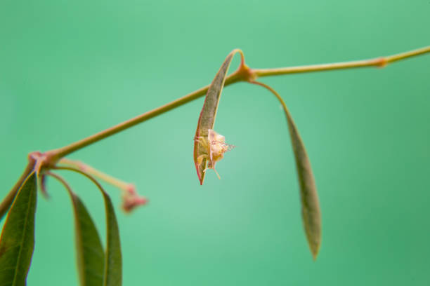 Cochineal. A mealy bug walking on a plant, with a light green background. brown soft scale insect stock pictures, royalty-free photos & images