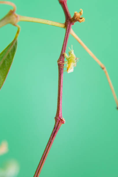 Cochineal. A mealy bug walking on a plant, with a light green background. brown soft scale insect stock pictures, royalty-free photos & images