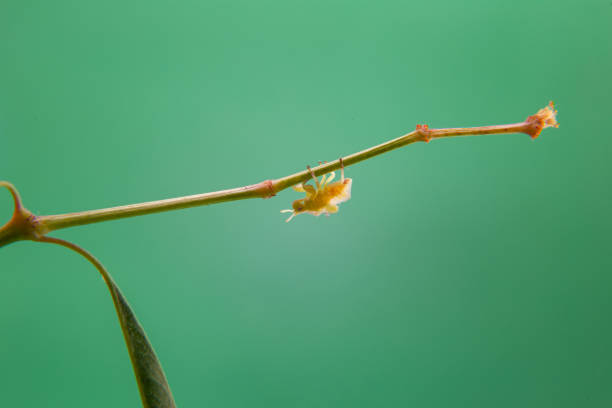 Cochineal. A mealy bug walking on a plant, with a light green background. brown soft scale insect stock pictures, royalty-free photos & images