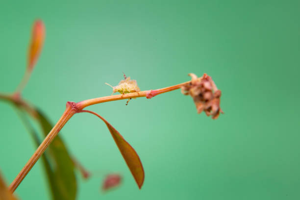 Cochineal. A mealy bug walking on a plant, with a light green background. brown soft scale insect stock pictures, royalty-free photos & images