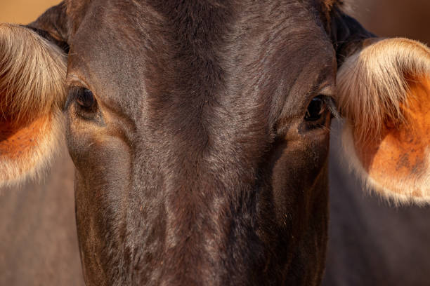 istock cow in a farm 1334345474