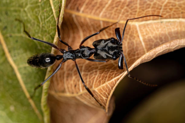 istock Adult Trap-jaw Ant 1334346255