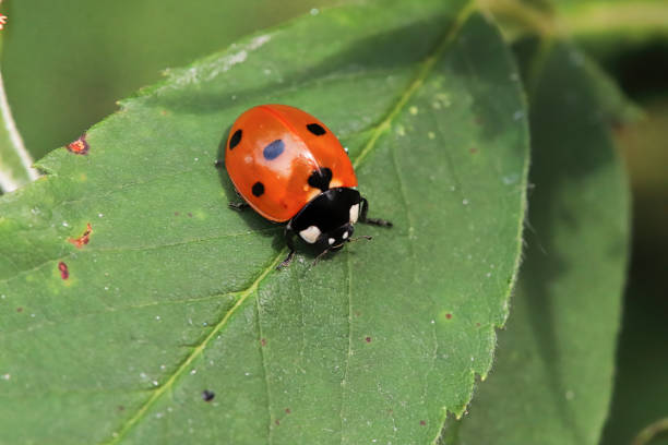 istock Macro of a ladybug sitting on a green leaf 1334346324