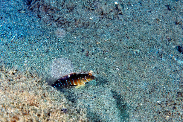 A picture of a blue spotted shrimp goby in the sand A picture of a blue spotted shrimp goby in the sand shrimp goby stock pictures, royalty-free photos & images