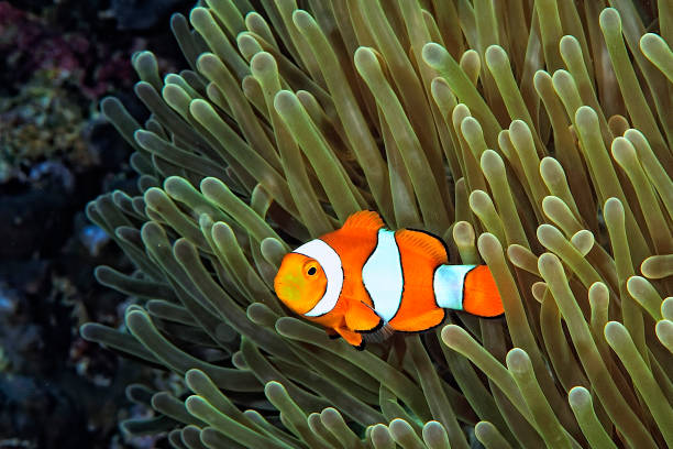 A picture of a beautiful anemone and it's Clown fish