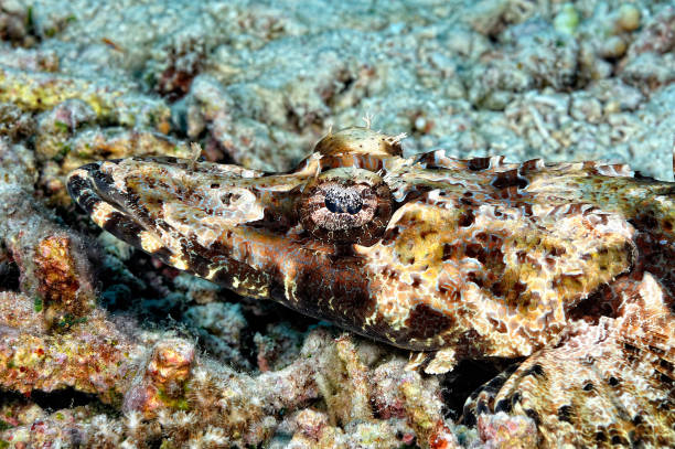 istock A picture of a crocodilefish resting on the bottom 1334347497