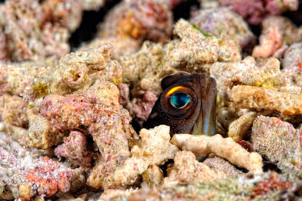 Kieferfisch Bilder und Stockfotos iStock