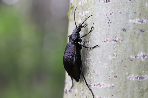 A Purple Rimmed Carabus beetle crawls on a tree trunk.